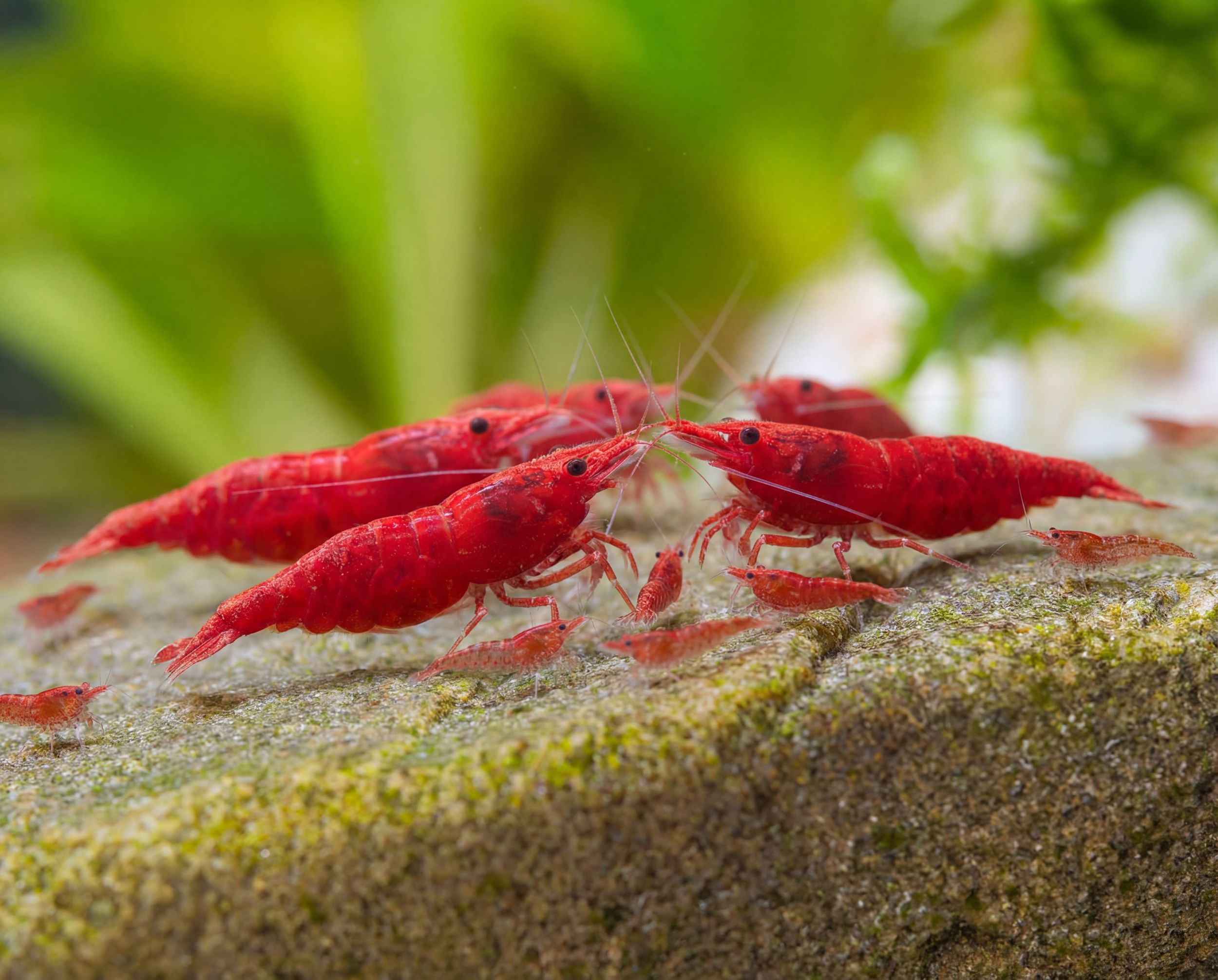 Neocaridina davidi (Red Sakura Shrimp)